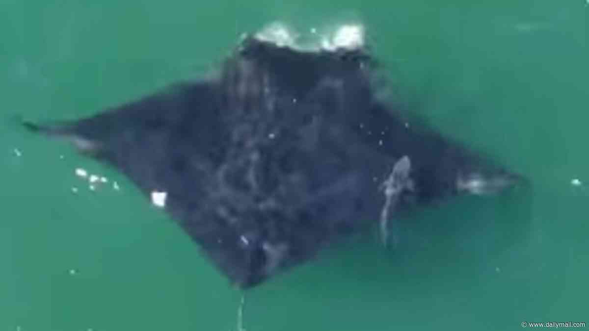 World's largest manta ray spotted hunting near one of America's busiest beaches