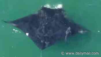 World's largest manta ray spotted hunting near one of America's busiest beaches
