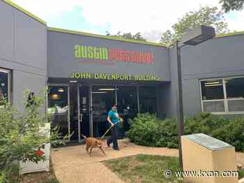 Austin Pets Alive! offering $10 adoption fees