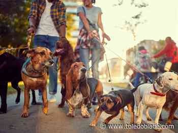 Red Bird Sylvania to host dog parade, movie night