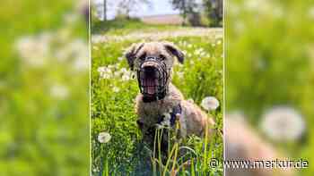 „Ich hab‘ es vermasselt“: Hund Pepe landet erneut im Tierheim