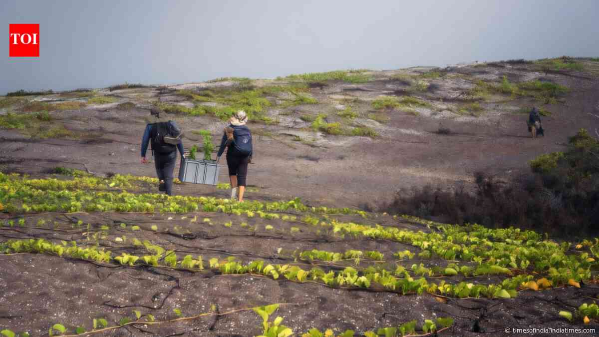 In 2007, only 6 Galápagos snapdragons were known to survive on remote lava fields; after...