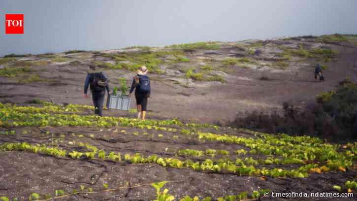 In 2007, only 6 Galápagos snapdragons were known to survive on remote lava fields; after...