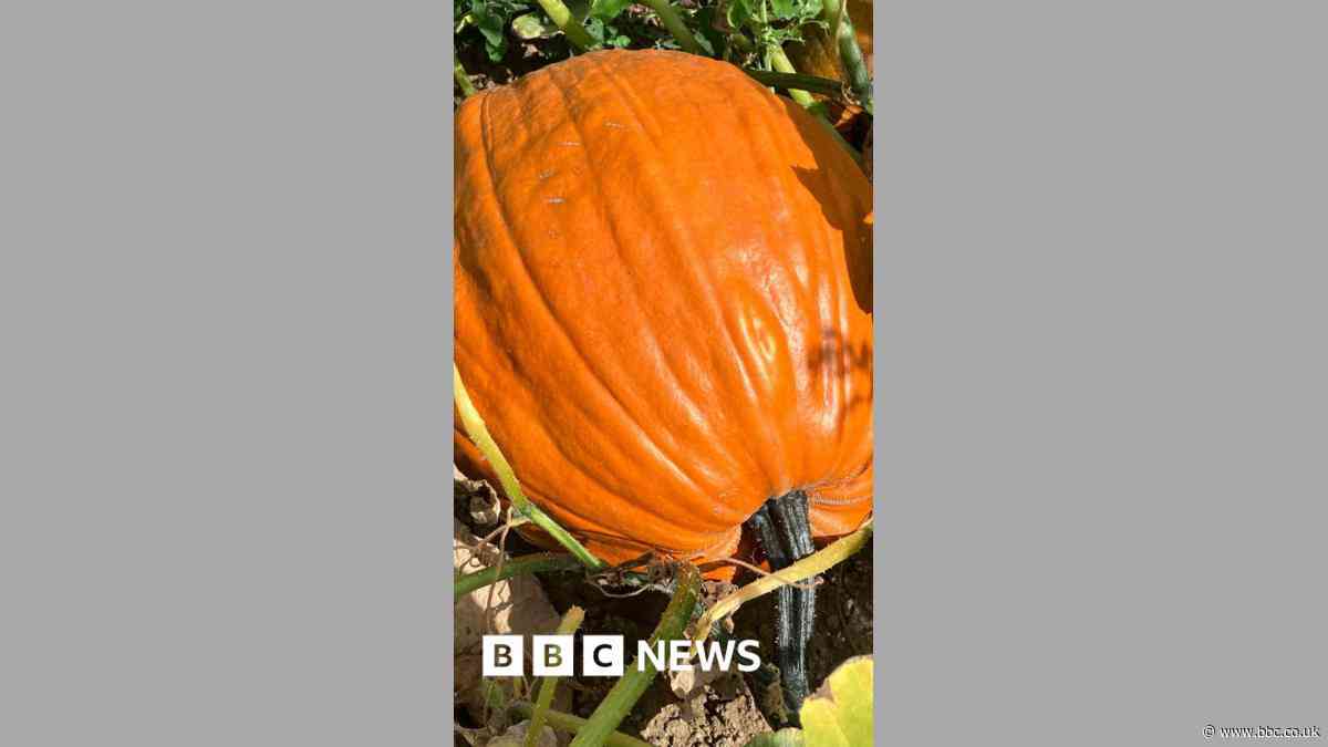Pumpkins are ripening two months ahead of Halloween