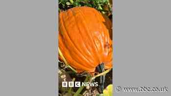 Pumpkins are ripening two months ahead of Halloween