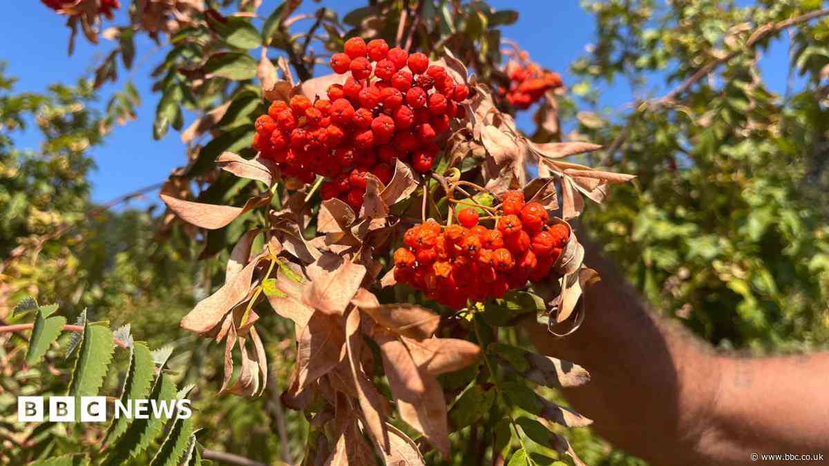 Why parts of the West look like autumn already