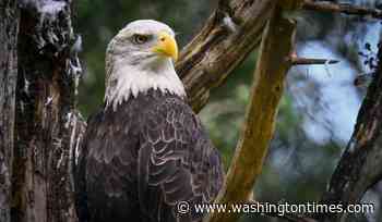 $20,000 reward offered for information leading to conviction in Louisiana bald eagle shooting