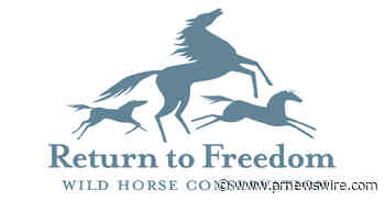 Return to Freedom Responds to New York Times Report on Wild Horses Sold to Slaughter
