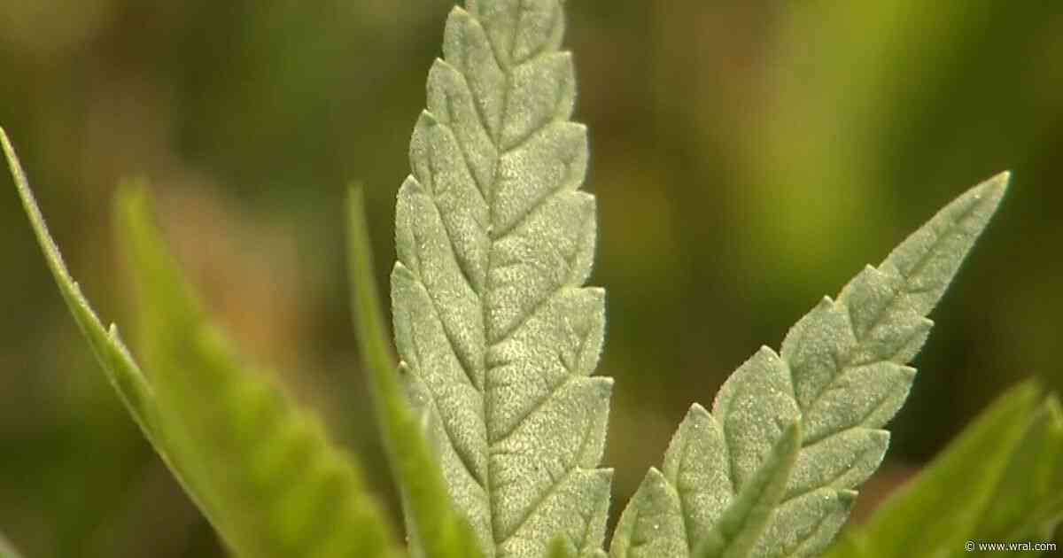 Too high to drive? NC examines marijuana DWI tests