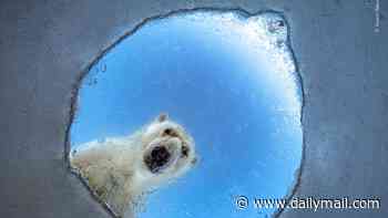Revealed: A sneak peek at some of the winners of the Wildlife Photographer of the Year