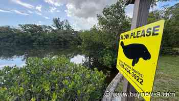 Manatee protection zone advances in Clearwater estuary