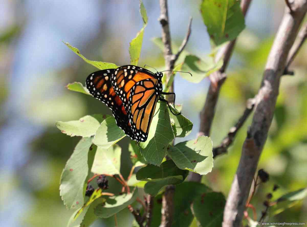 Researchers tracking Manitoba monarchs migrating to Mexico