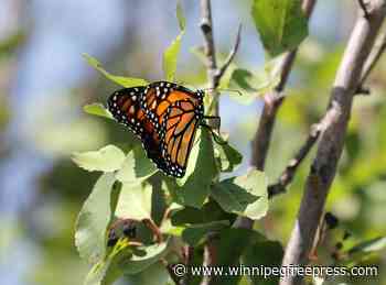 Researchers tracking Manitoba monarchs migrating to Mexico