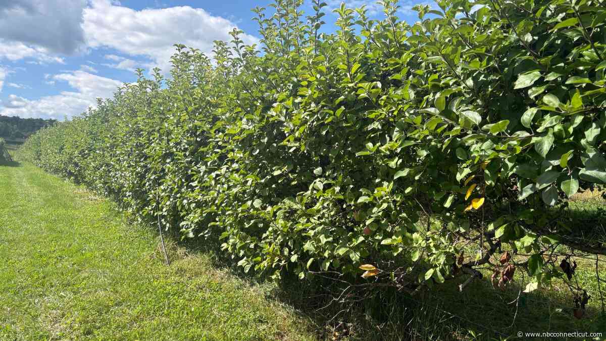 Late-spring frost and bears impact 2026 fruit crop in Connecticut