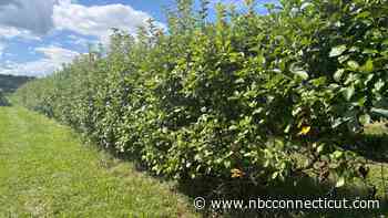 Late-spring frost and bears impact 2026 fruit crop in Connecticut