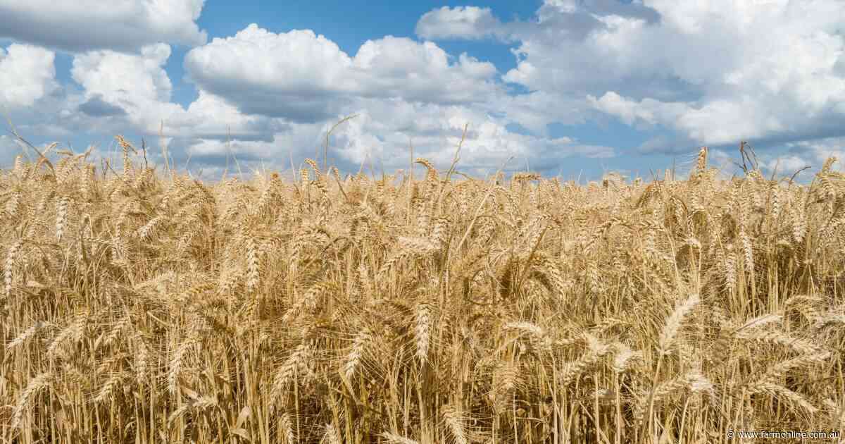 War drives wheat prices through the roof: what history says you should do next