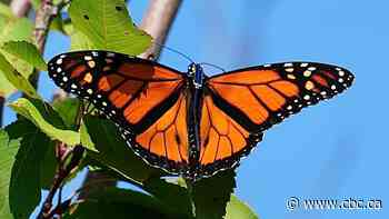 How eyelash glue is helping track monarch butterflies to Mexico