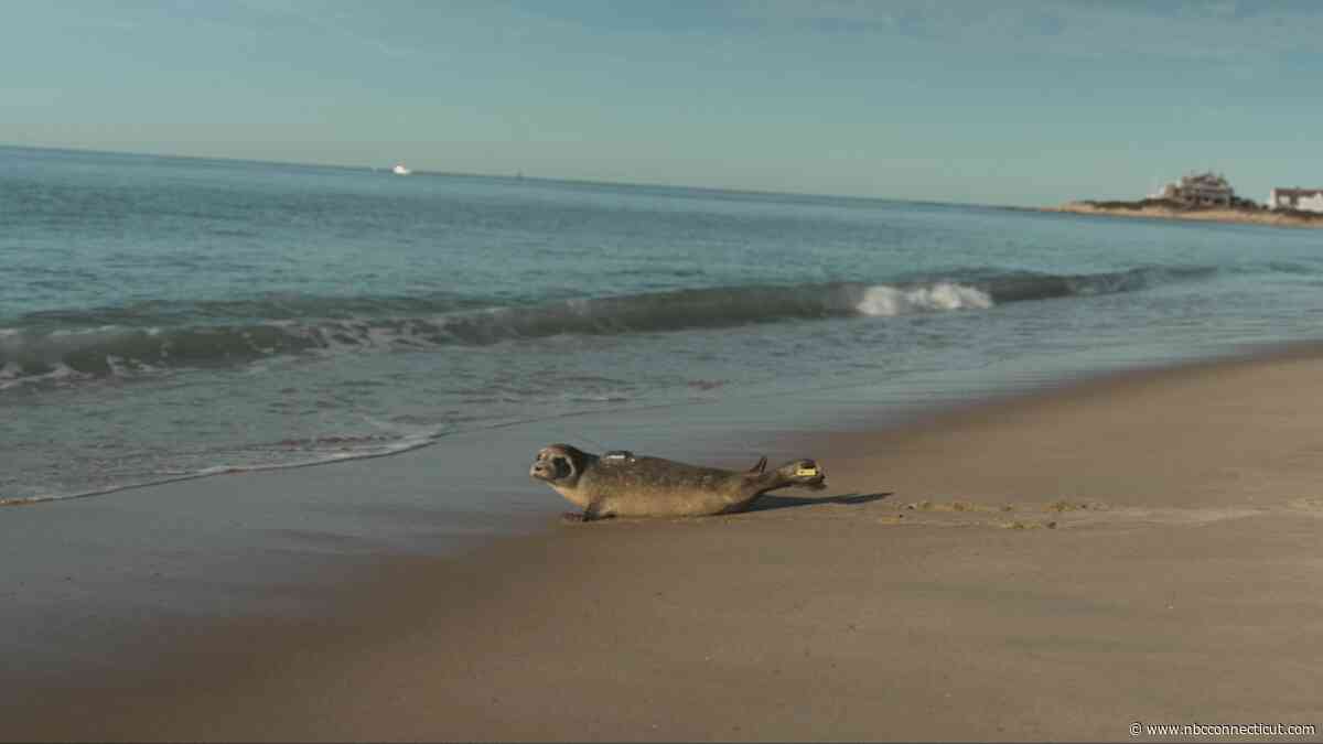 Mystic Aquarium returns young harbor seal to the ocean following rehabilitation