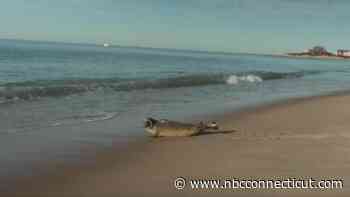Mystic Aquarium returns young harbor seal to the ocean following rehabilitation