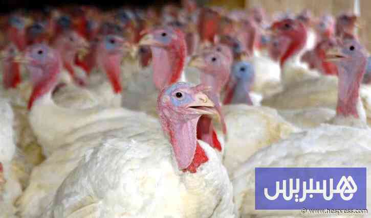 توريد الديك الرومي يزيد في المملكة