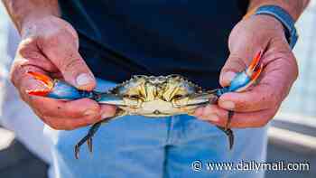 Italy is fighting an invasive species of crab - with tens of thousands of octopuses