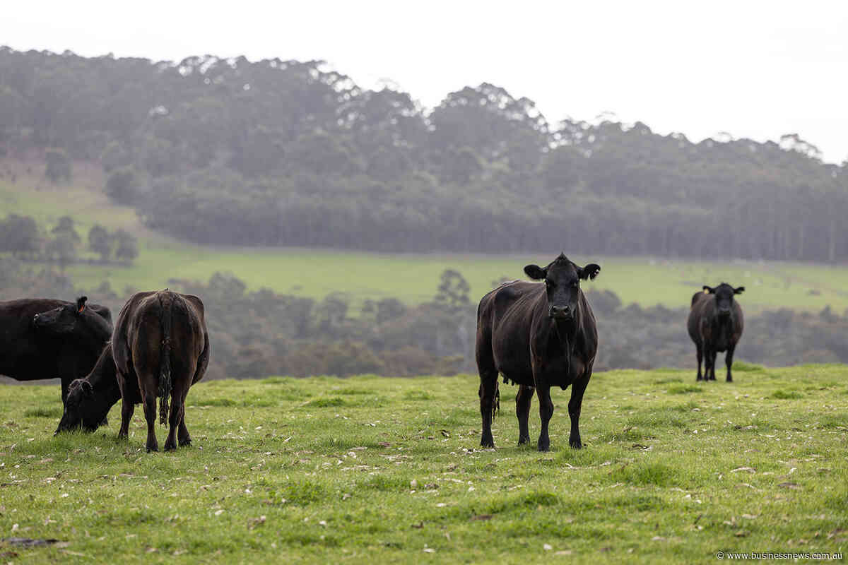 Fremantle Seaweed signs deal for dairy cattle, feedlot supplements