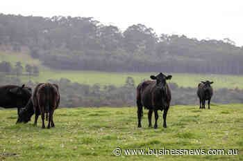 Fremantle Seaweed signs deal for dairy cattle, feedlot supplements
