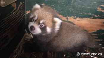 Winnipeg's Assiniboine Park Zoo thrilled as red panda cub emerges