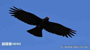 RSPB reports record-breaking chough numbers