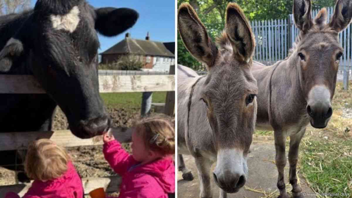 Free-to-visit community farm in Hull ‘immensely proud’ to be shortlisted for BBC Make a Difference Awards