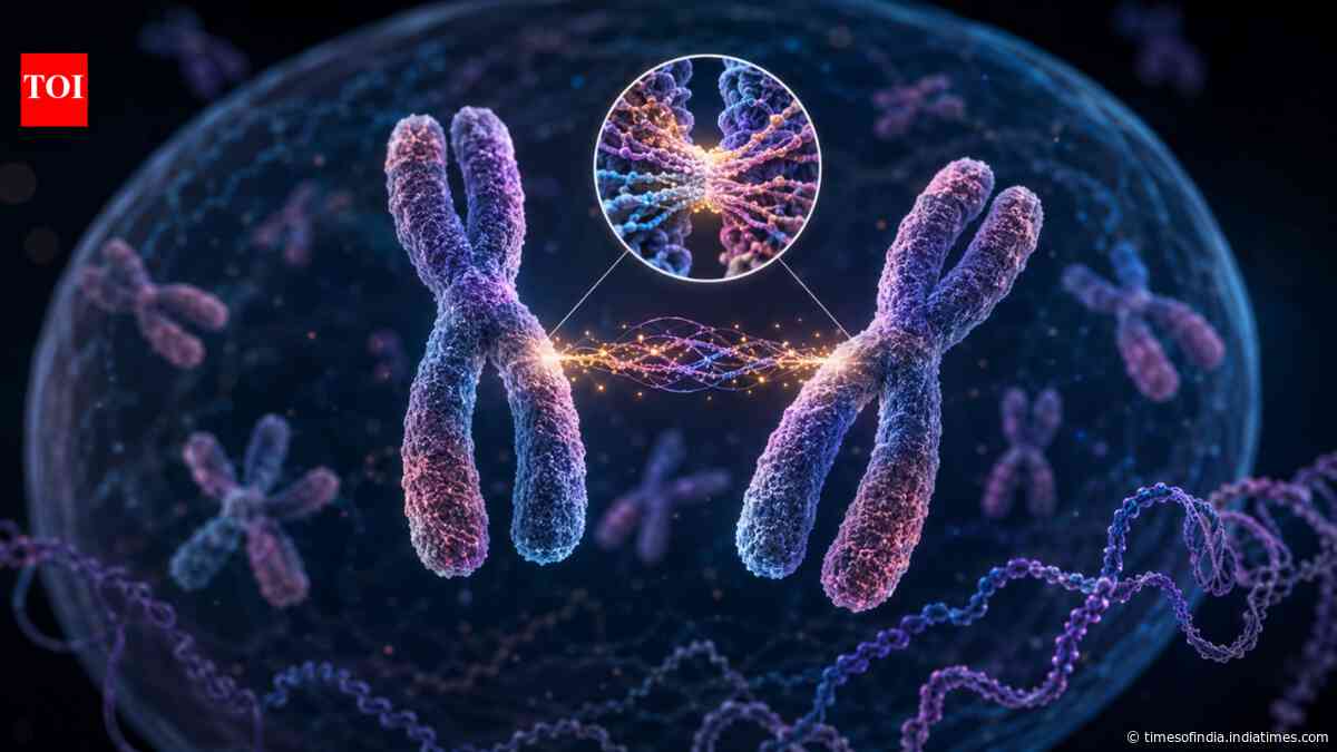 Scientists found that DNA once dismissed as "junk" helps chromosomes find their partners