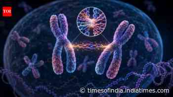 Scientists found that DNA once dismissed as "junk" helps chromosomes find their partners