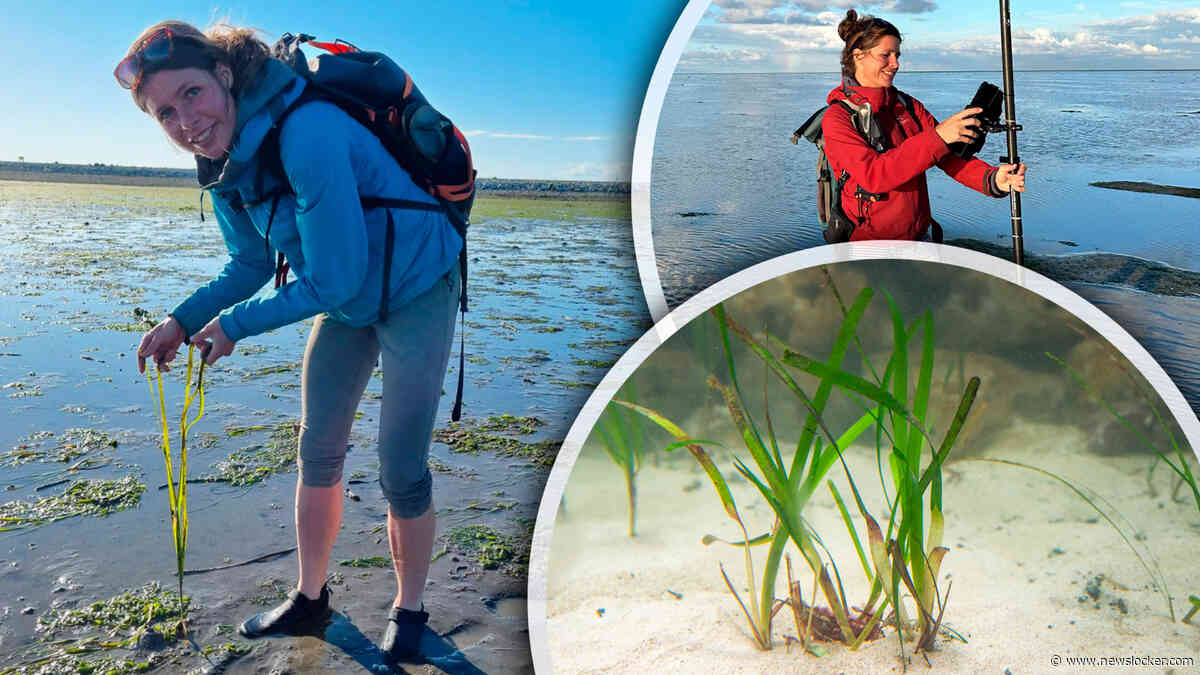 Kraamkamer van de zee in gevaar: Nederlandse onderzoekers helpen verdwijnend zeegras herstellen