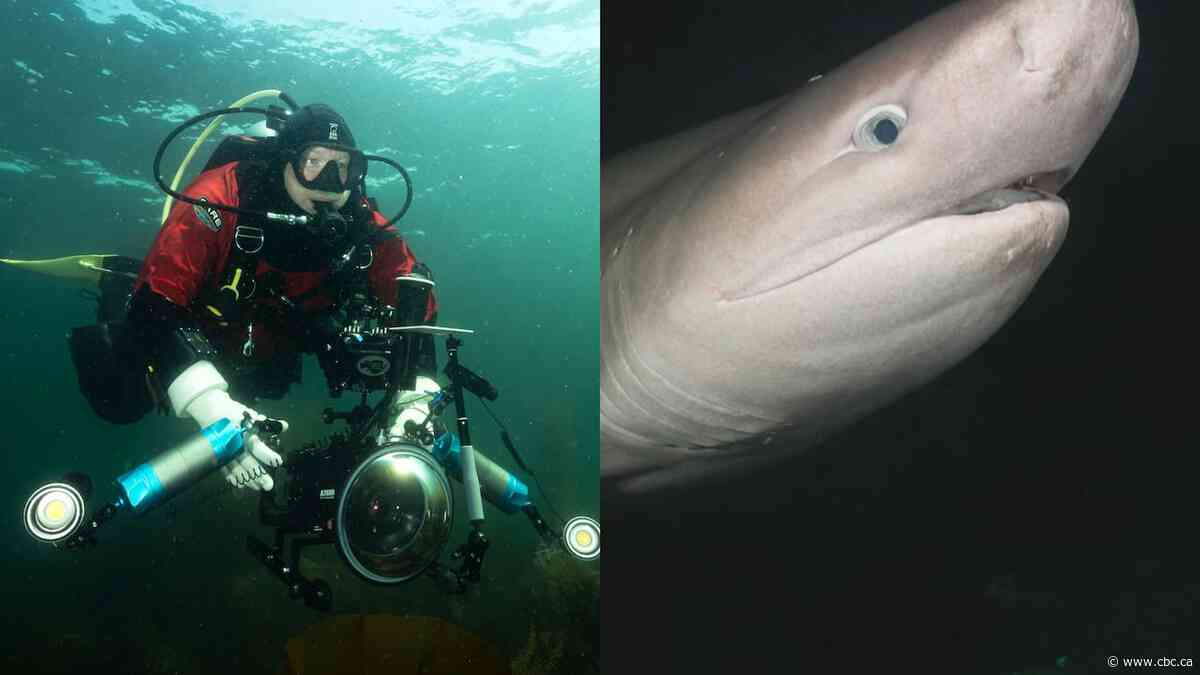 He turned around and a shark was there | The Moment