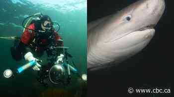 He turned around and a shark was there | The Moment
