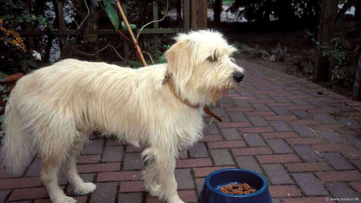 Hund frisst nicht mehr: Diese Ursachen stecken häufig dahinter – und wann Sie handeln müssen
