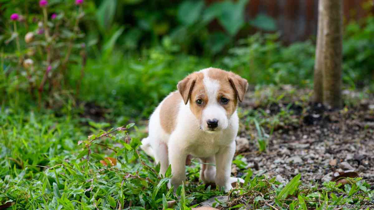 What are legal rights when neighbour refuses to pick up dog poo in your garden