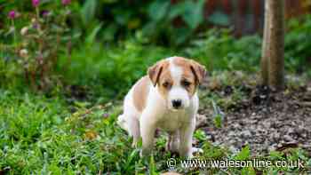 What are legal rights when neighbour refuses to pick up dog poo in your garden