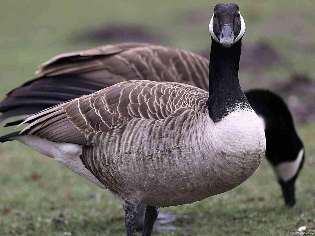 Immer mehr Kanada- und Nilgänse verschmutzen die Parks