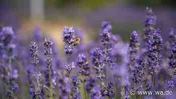 Lavendel überwintern: Mit diesen Tipps für Beet, Topf und Haus blüht er im Frühling wieder