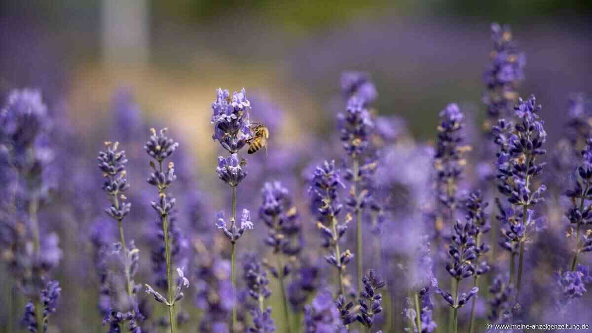 Lavendel überwintern: Mit diesen Tipps für Beet, Topf und Haus blüht er im Frühling wieder