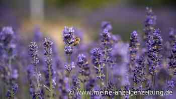 Lavendel überwintern: Mit diesen Tipps für Beet, Topf und Haus blüht er im Frühling wieder