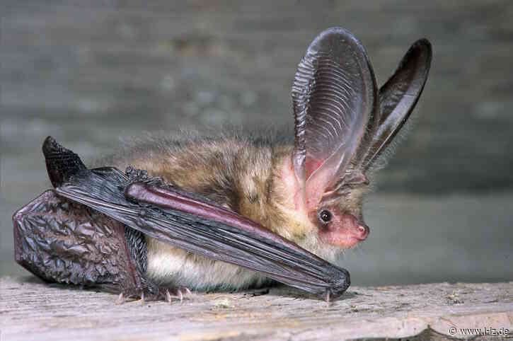 Batnight am 29. August: Mit dem Bat-Detector auf Fledermausexpedition