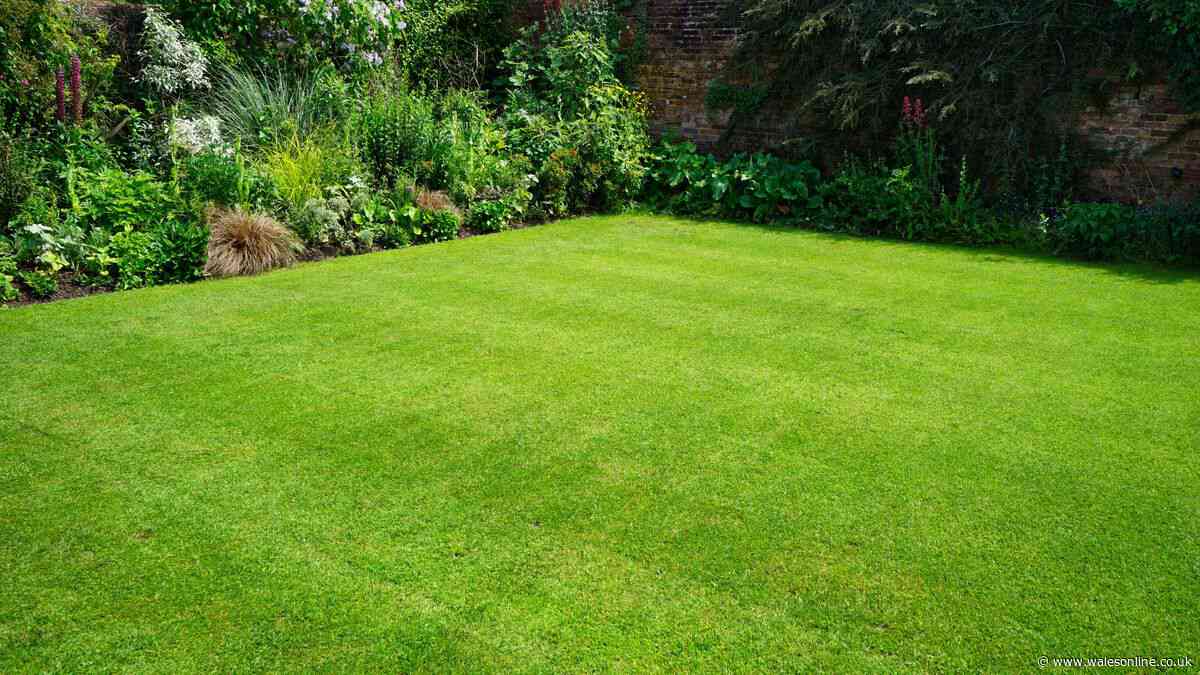 Bring brown lawns back to life with simple 'screwdriver test'