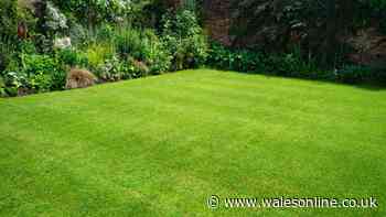Bring brown lawns back to life with simple 'screwdriver test'