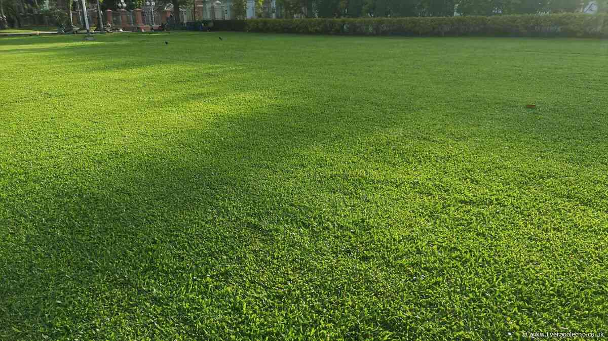 Revive yellow lawns with simple 'screwdriver test' for green grass