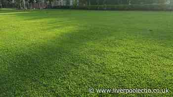 Revive yellow lawns with simple 'screwdriver test' for green grass