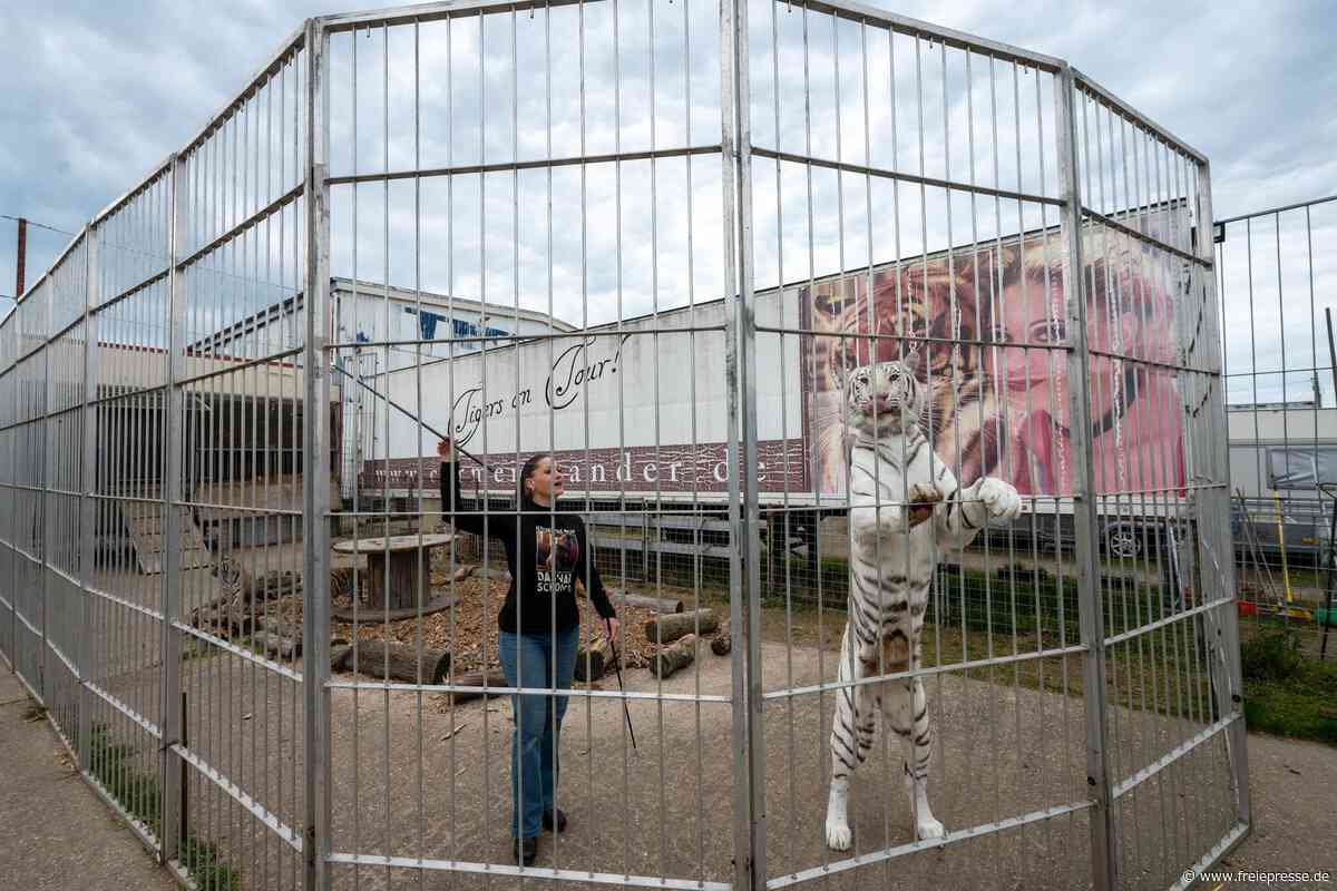 Nach tödlicher Attacke in Sachsen sechs Tiger beschlagnahmt: So geht es den Raubkatzen jetzt