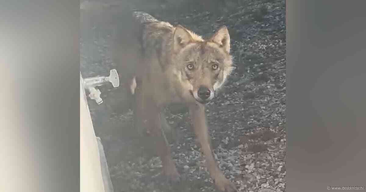 Deze wolf loopt door de wijk, en dan? Is dit het moment voor ingrijpen? Zo zit het