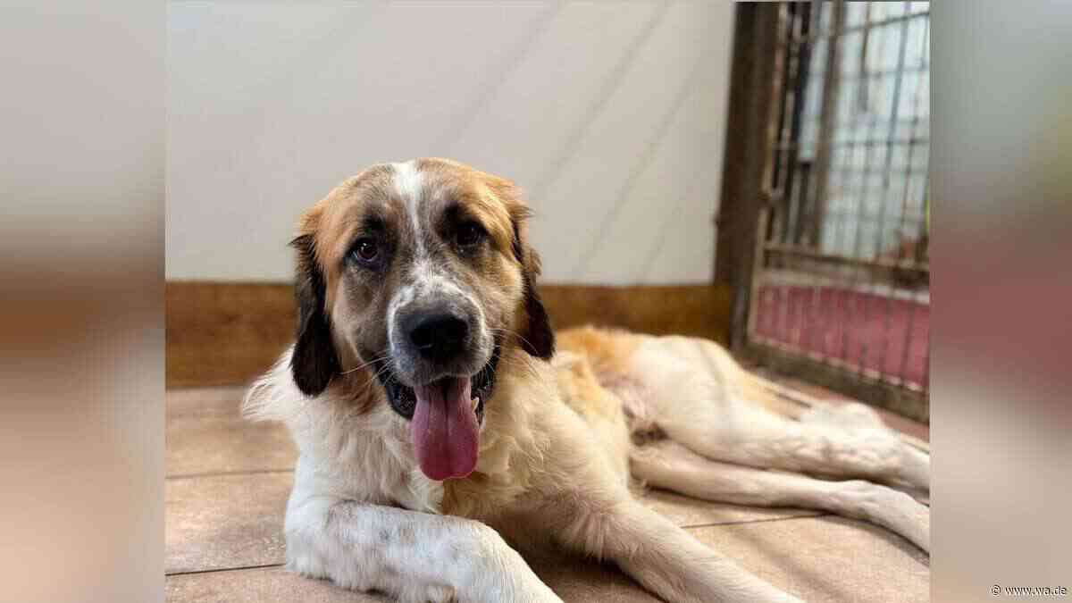 Balou „wurde leider nicht abgeholt“: Junger Fundhund will endlich ankommen